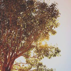 Low angle view of trees