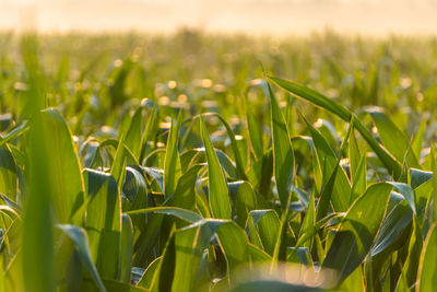 Close-up of crops growing on field