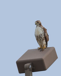 Low angle view of owl perching on the sky