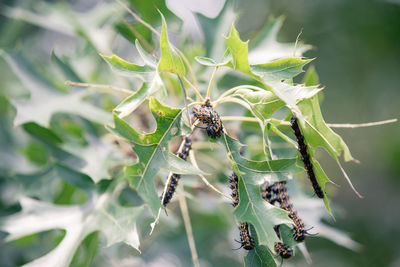 Close-up of insect on leaf