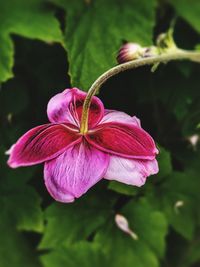 Close-up of hibiscus blooming outdoors