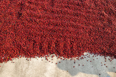 High angle view of fruit on red surface