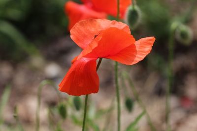 Close-up of red poppy flower