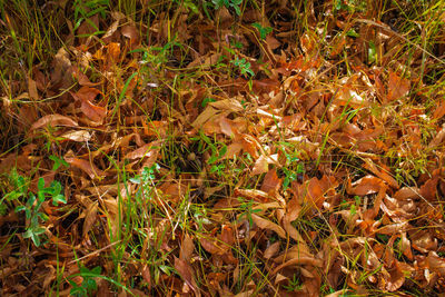 Full frame shot of plants on field