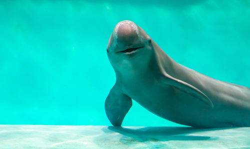 Low section of woman swimming in sea