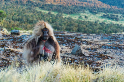 Portrait of monkey sitting on field