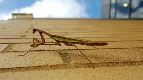 Low angle view of praying mantis on wall against sky