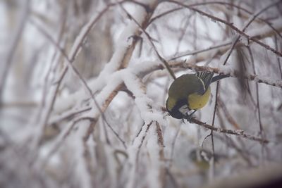 Close-up of bird perching on branch