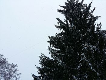 Low angle view of tree against sky