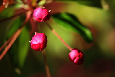 Close-up of pink flower blooming outdoors