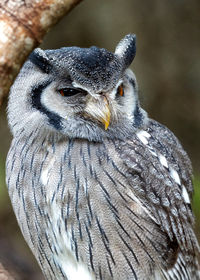 Close-up of owl