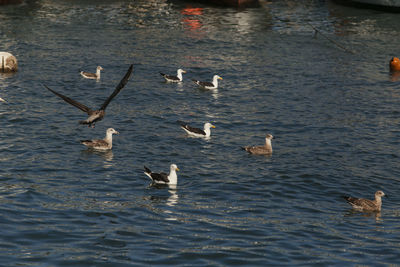 Swans swimming in lake