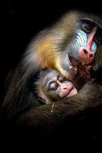 Mandrill family black 