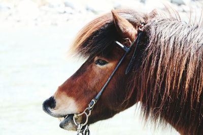 Close-up of horse