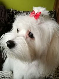 Close-up portrait of dog