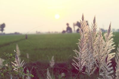 Close-up of wheat growing on field against sky