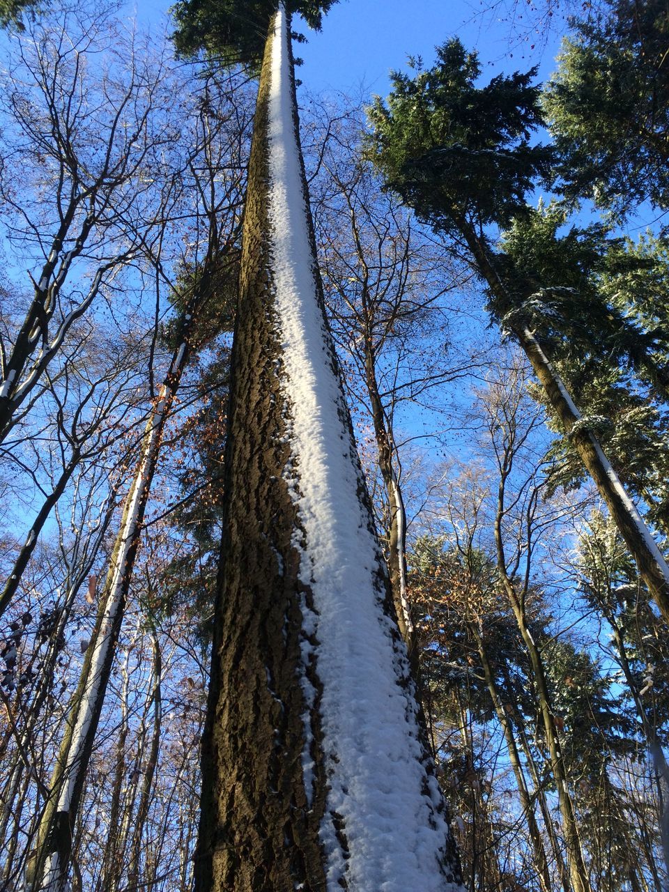 tree, tranquility, tranquil scene, branch, beauty in nature, nature, scenics, growth, tree trunk, sky, lake, clear sky, winter, snow, water, day, bare tree, low angle view, cold temperature, blue