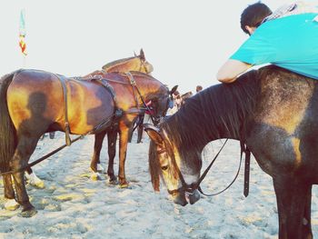 Horse riding horses