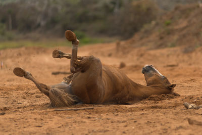 Horse on field