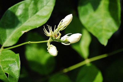 Close-up of insect on plant