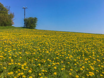 Yellow flowers growing on field