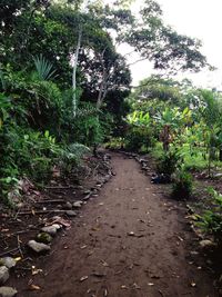 Footpath in forest