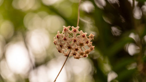 Close-up of flowering plant