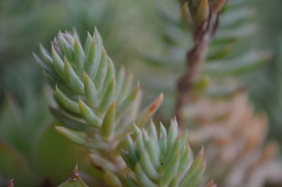 Close-up of succulent plant growing outdoors