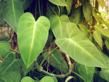 High angle view of fresh green leaves