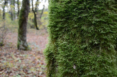 Close-up of moss growing on tree trunk