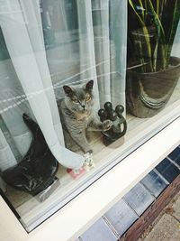 Portrait of cat sitting in glass window