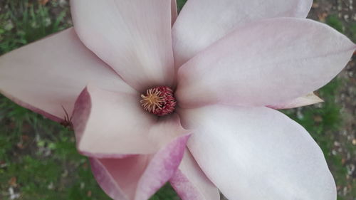 Close-up of pink rose flower