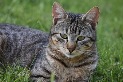 Close-up portrait of cat on field