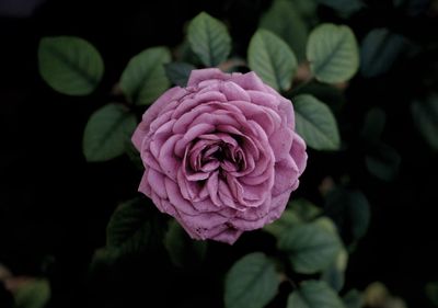 Close-up of pink rose blooming outdoors