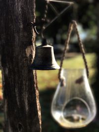 Close-up of hanging tree