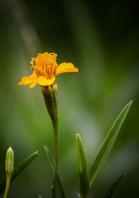 Close-up of yellow flowers