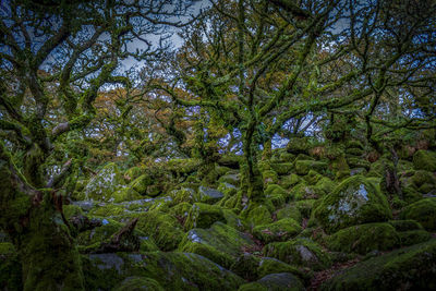 Trees growing in forest