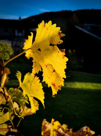 Close-up of yellow flowering plant on field