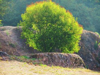 Close-up of plant growing on rock against trees