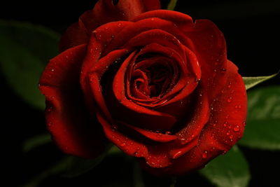 Close-up of wet red rose blooming outdoors