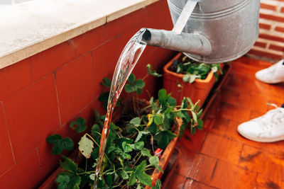Anonymous female gardener watering plants at home