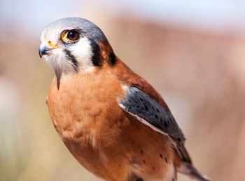 Close-up of a bird