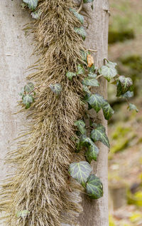 Close-up of moss growing on tree trunk