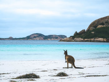 View of sheep on rock by sea against sky