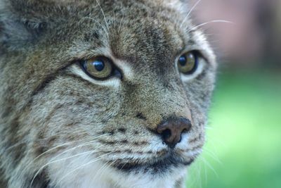 Close-up portrait of a cat