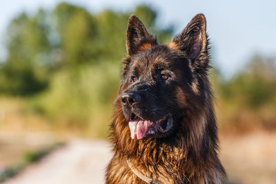 Close-up of dog looking away against trees