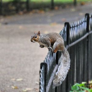 Close-up of squirrel on railing