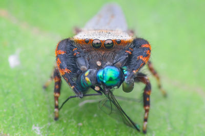 Close-up of insect