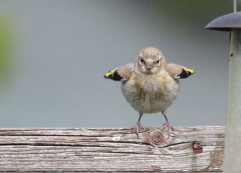 Close-up of bird perching on wood