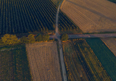 Scenic view of agricultural field